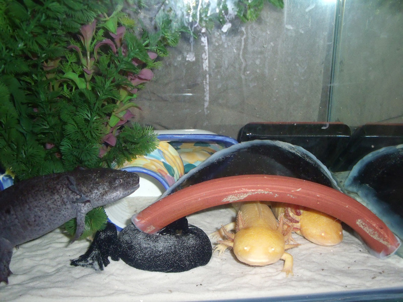 axies-feb-2013.jpg