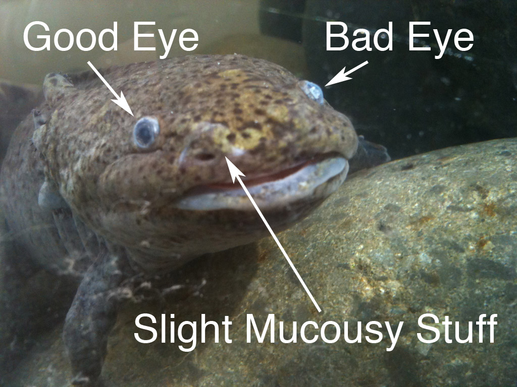 faxy-face.jpg