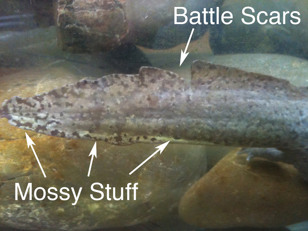 faxy-tail.jpg